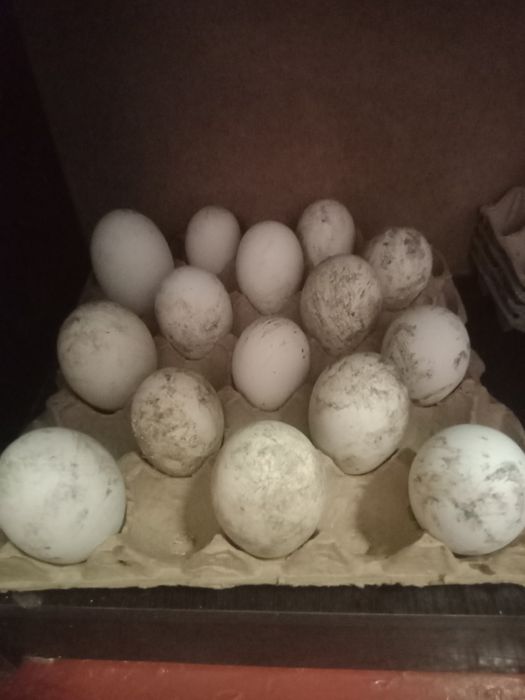 Гусиные инкубационные