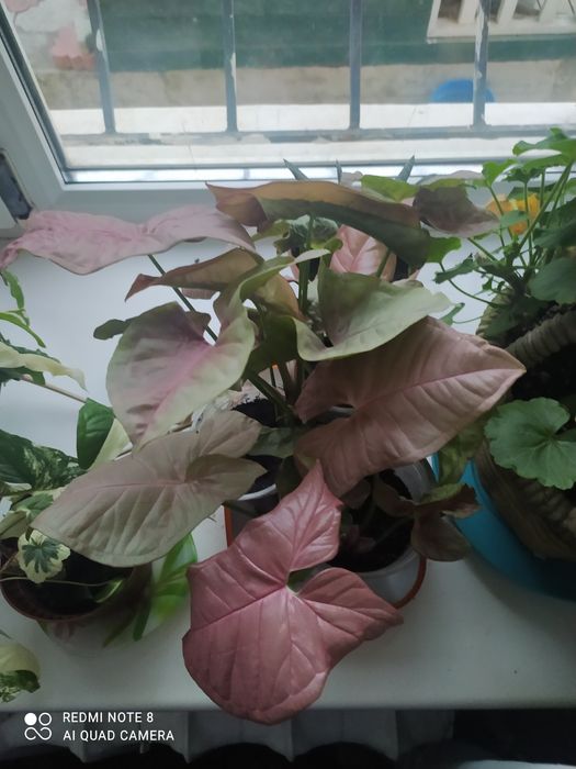 Комнатные  цветы