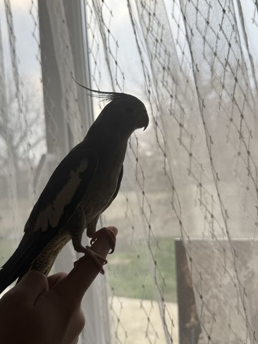 продаеться корелла ручной