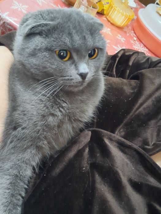 Мушуклар сотилади скотш фолд