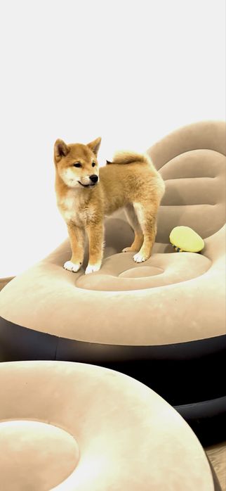Baietel Shiba Inu deosebit