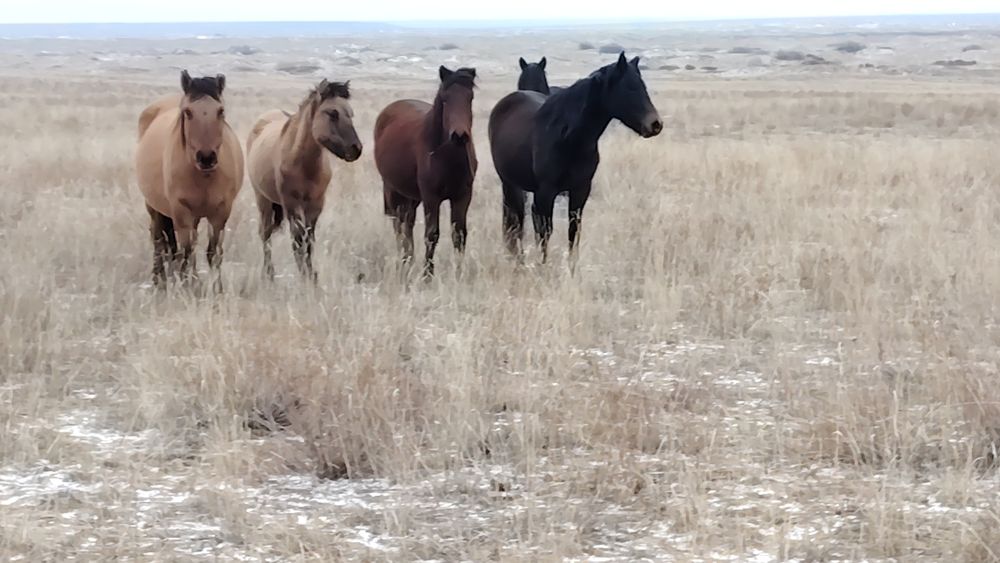 Торы Тай мз тукымдыкка