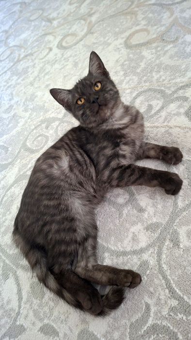 Котенок бесплатно