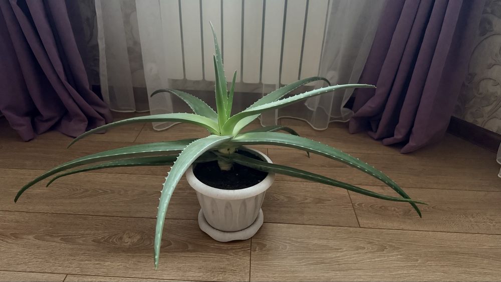 Срочно продам Алоэ вера