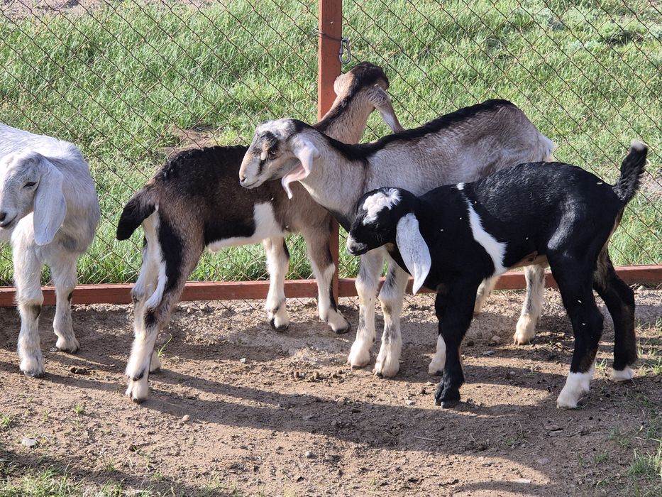 Козлята англонубийские.