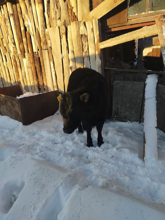 Продам тёлочку подсосную