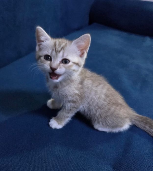 Котенок шотландский прямоухий