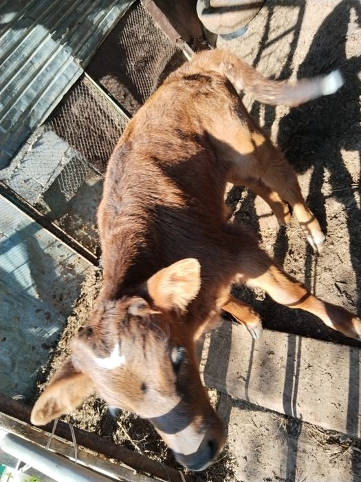 Продаю теленка бычок