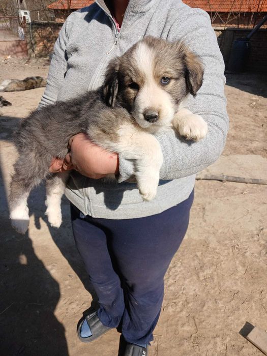 Pui Ciobanesc Carpatin