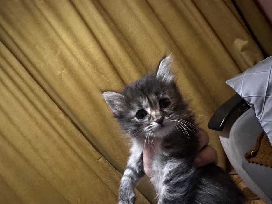 Бесплатно отдам котят