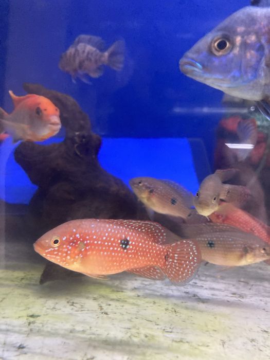 Хромис красавец (Red Jewel Cichlid)