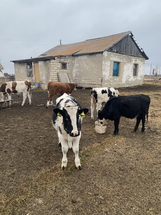 Продам бычков 22 головы