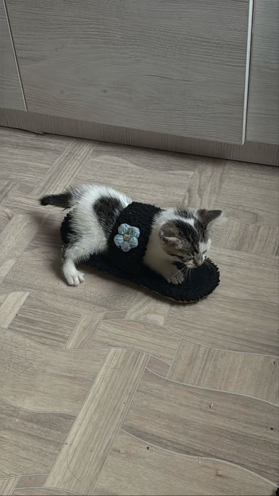 Кошка, четыре недели