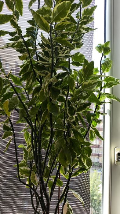 Фикус Бенджамина