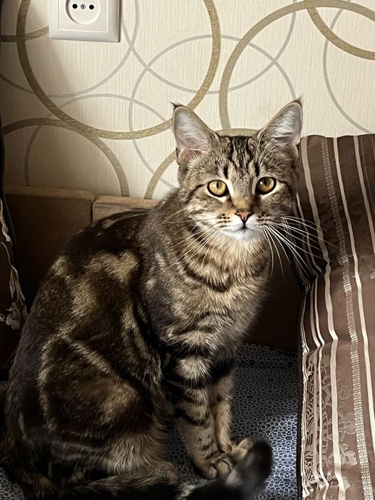 Одам кошечку в хорошие руки