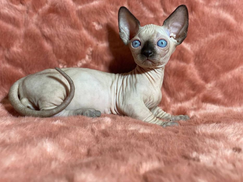 Продаются котята канадский сфинкса