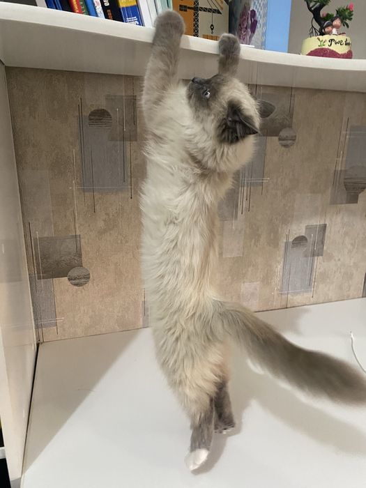 продается рэгдол чистокровный мальчик