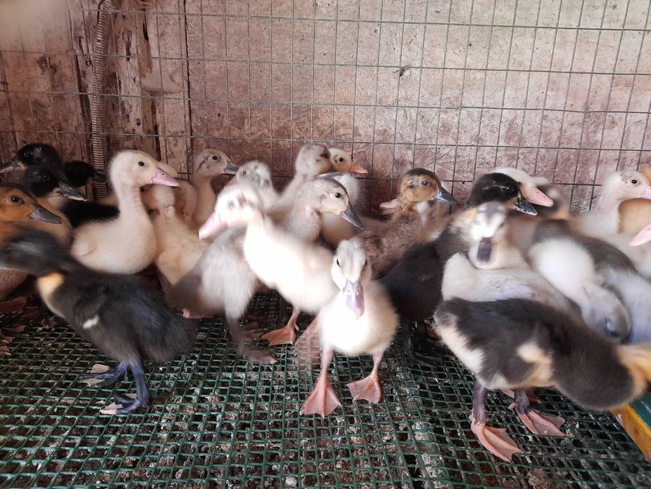 Bibilici carne si rate Mulard de 4 saptamini