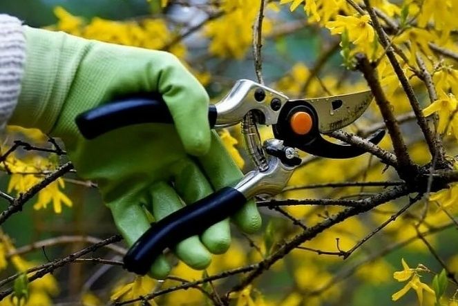 Осеняя Обрезка Плодовых Деревьев вашего Участка