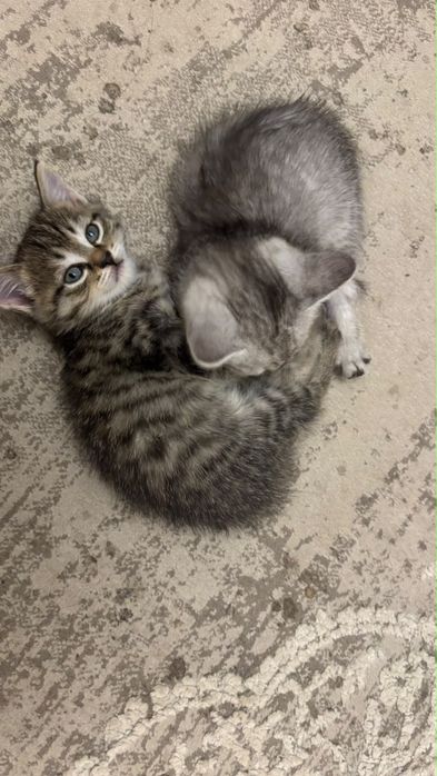 коты бесплатно.