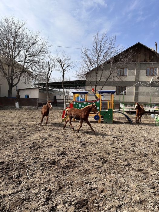 Жабағылар сатамын