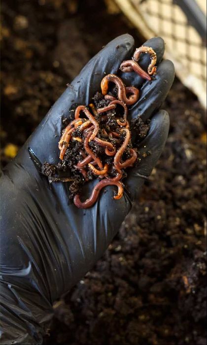 Biogumus Vermikompost BIOFET