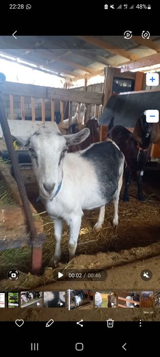 Альпиский пиакок ешкі сатылады.