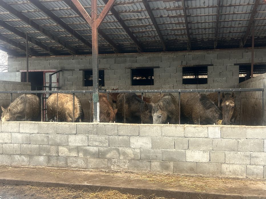 Семіз жылқы сатылады бордақы