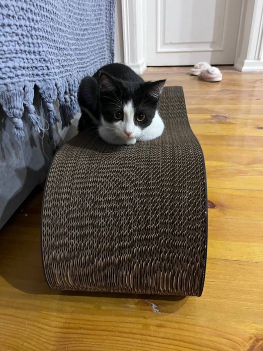 Котенок в добрые руки