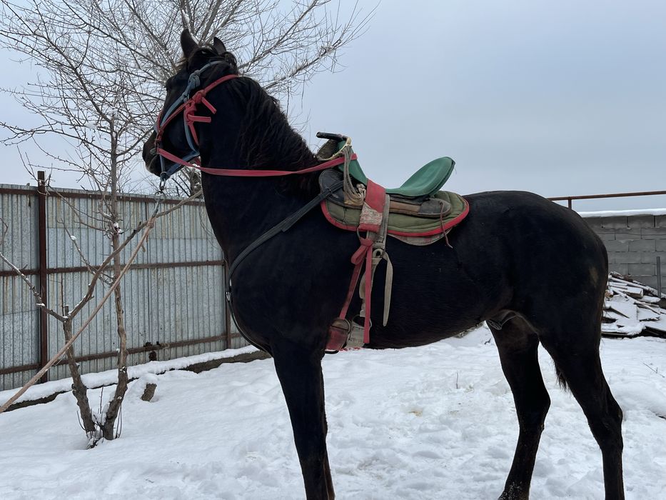 Көкпар аты сатылады