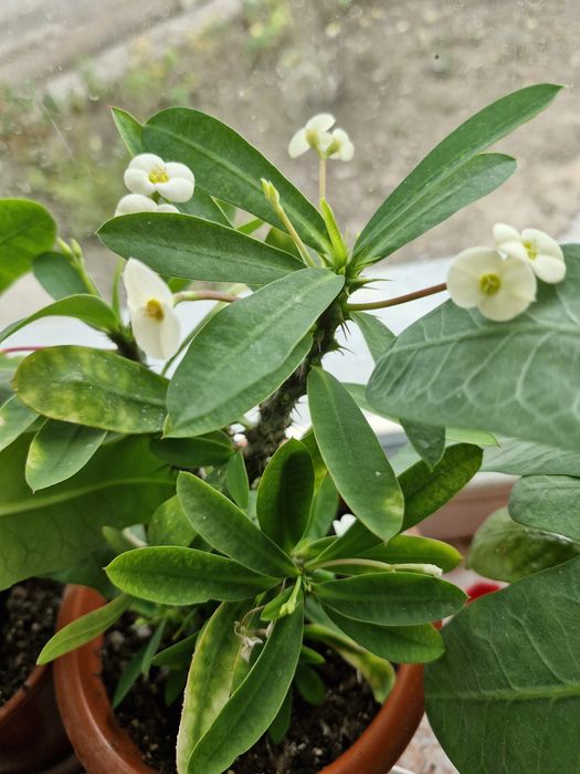 Продам Молочай Миля