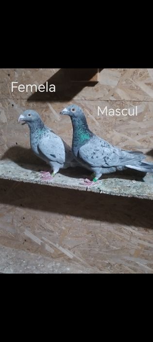 Porumbei voiajori culori rare