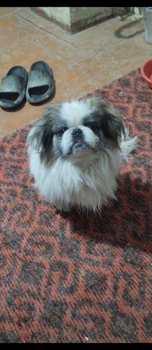 Продам собаку мальчика порода пекинес