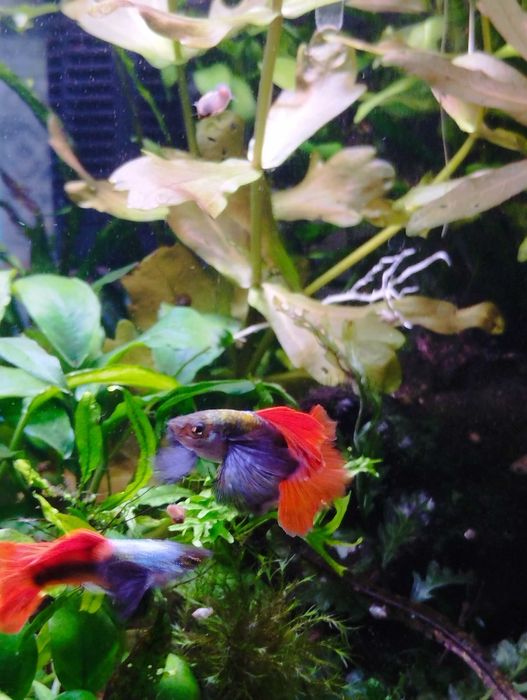 Аквариумные рыбы - гуппи Дамбо