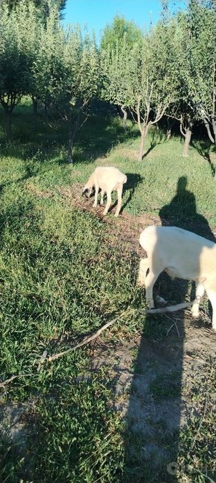 Barra va qo'chqor sotiladi egizaklar 2lasi birga