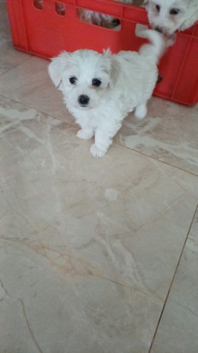 Catelus bichon maltez