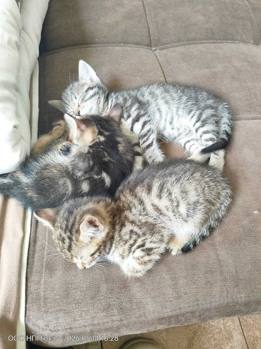 Котята умные красивые