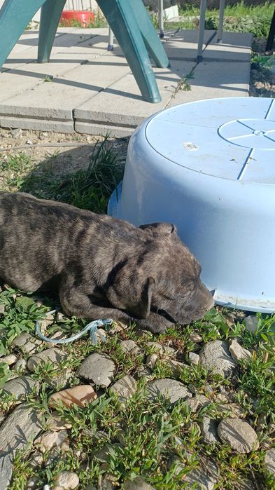 Catea presa canario