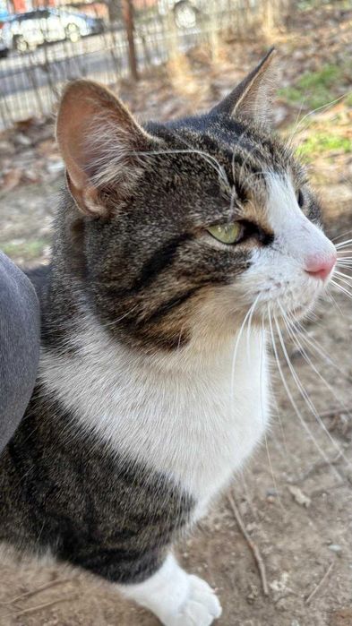 Fulg, motan de 4 ani, castrat