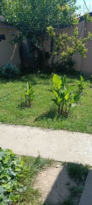 Apartament două camere/pădurea Andronache