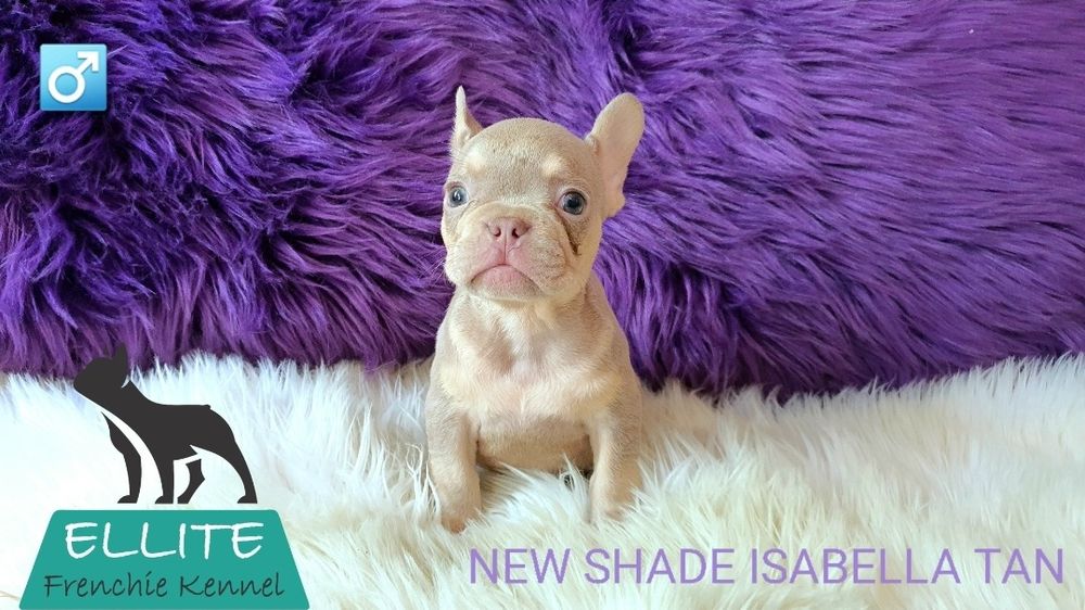 Bulldog Francez - Ellite Kennel - New Shade Isabella Tan -Calitate Top