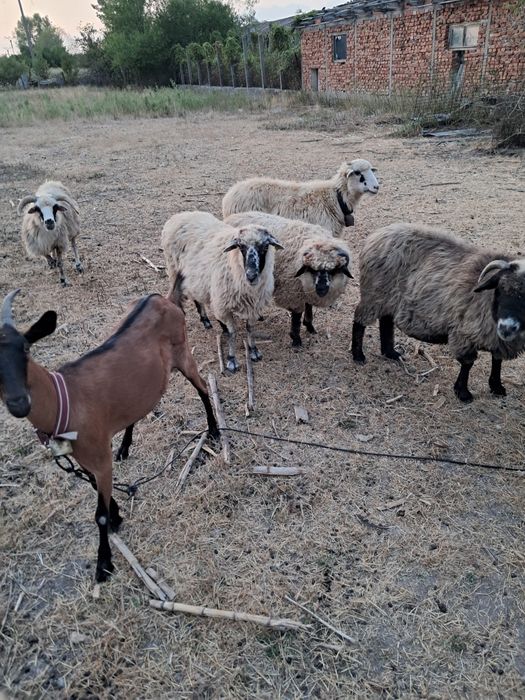 Vând oi și capre