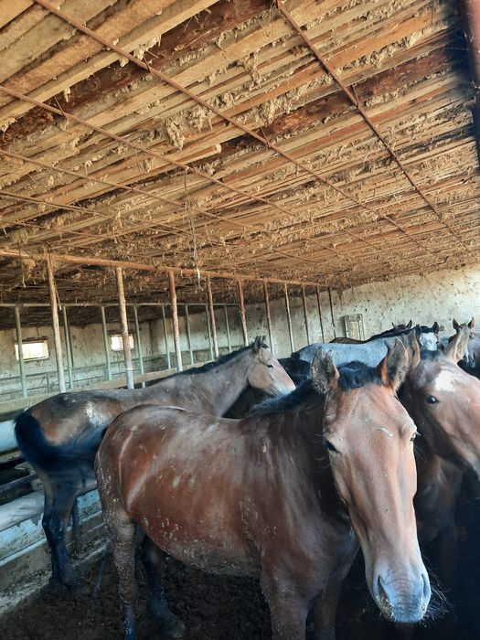 Мен киім-кешек бөлмесінде жұлқынып кеттім