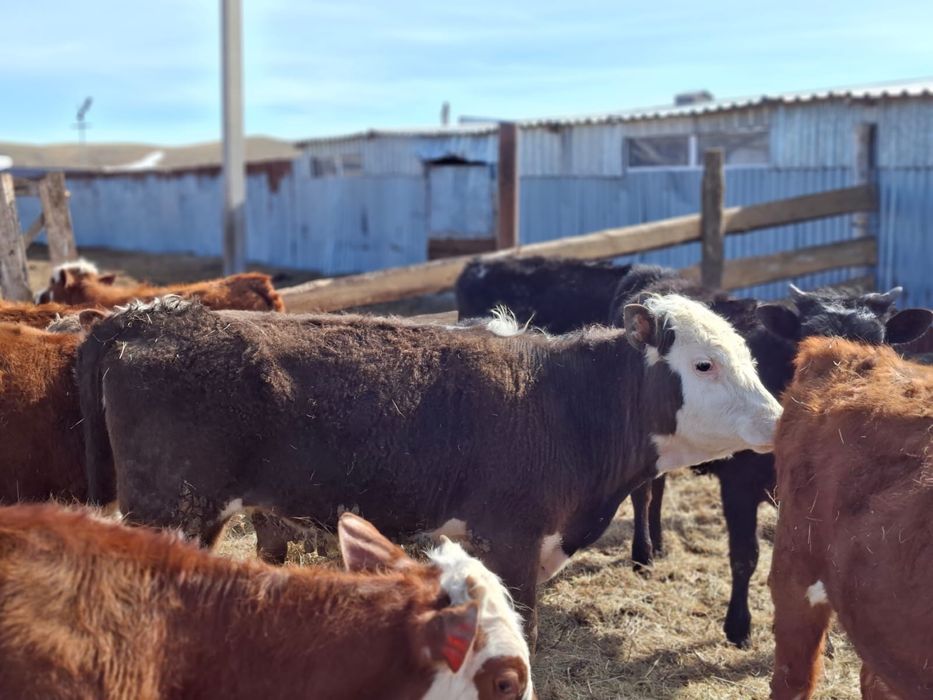 Продаются телочки