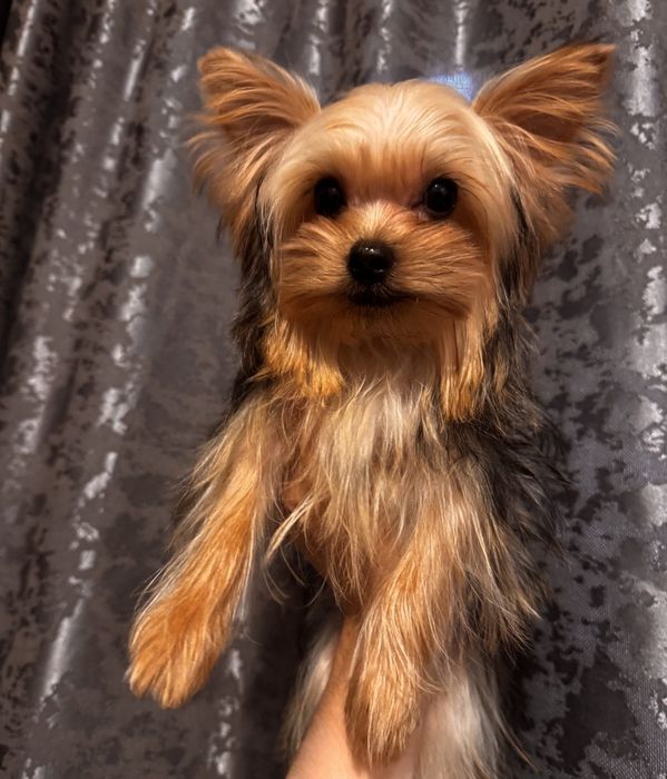 Йорширский терьер миник, бейби фейс