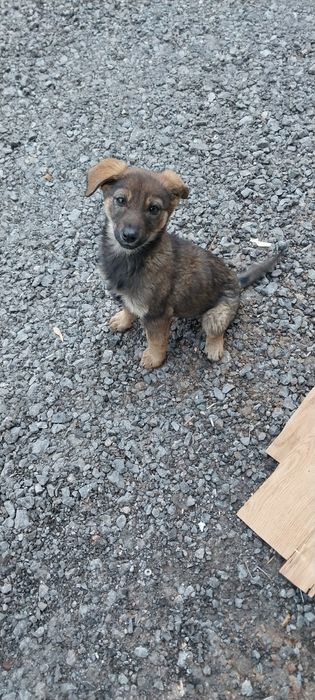 Щенки Заводские в дар!