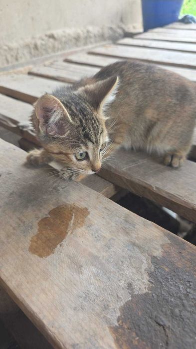 Мысык кошка котята 1.5 мксяца