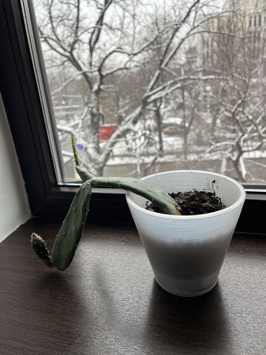 Кактус в горшке