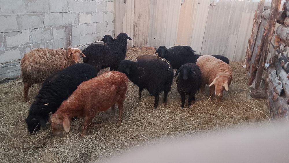 Продам кошкарчиков оптом срочно