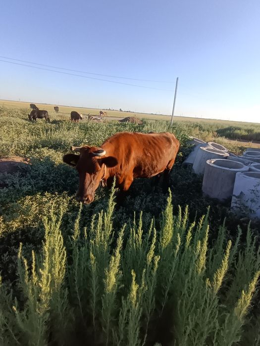 Продам дойную корову